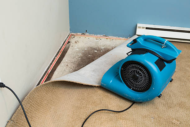 Best Carpet water damage restoration  in Sussex, WI